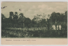 Kamerun, 1908, Mi.- Nr.: 21 als EF auf Bilpostkarte (Ananasplantage im Botan Garten), gelaufen von Victoria nach Roda
