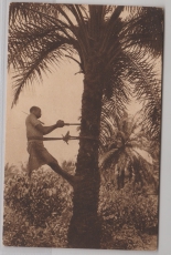 Kamerun, 1905 (?), Mi.- Nr.: 21, als EF auf Bildpostkarte (Palmenkletternder Afrikaner) von Duala nach Iburg