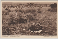 DSWA, ca. 1910, Postkarte (nicht gelaufen), Bildseite, Ansicht: Brütende Strausse