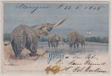 DOA, 1905, Mi.- Nr.: 12, als EF auf Bildpostkarte (Gruß ... ..Elefanten) von Pangani nach Dresden, seltene Postkarte!