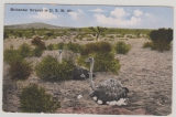 DSWA, ca. 1910, Postkarte (nicht gelaufen), Bildseite, Ansicht: Brütender Strauß in DSWA