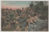 DSWA, ca. 1910, Postkarte (nicht gelaufen), Bildseite, Ansicht: Blühende Aloes, DSWA