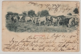 DSWA, ca. 1900, Postkarte (leider Marken entfernt), von Outjo nach Forst, Bildseite, Ansicht: Damara- Rinder